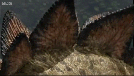 Stegosaurus, Walking with Dinosaurs