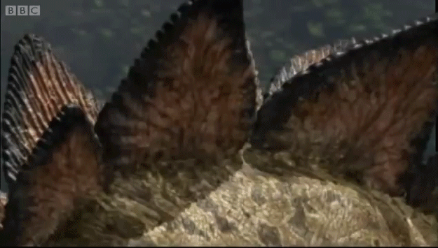 Stegosaurus, Walking with Dinosaurs