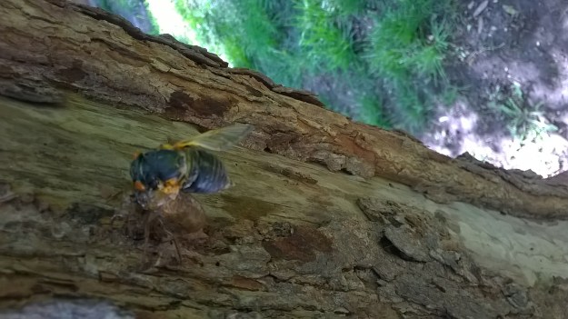 Managed to get one while it was molting