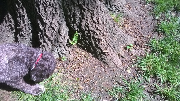 Cicada shells at tree base