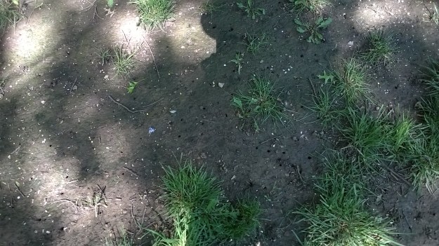 Bunch of holes in the ground that tell where the nymphs lived