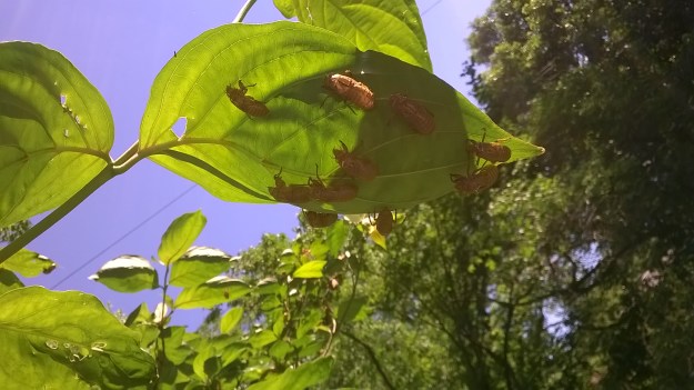 cicada shells