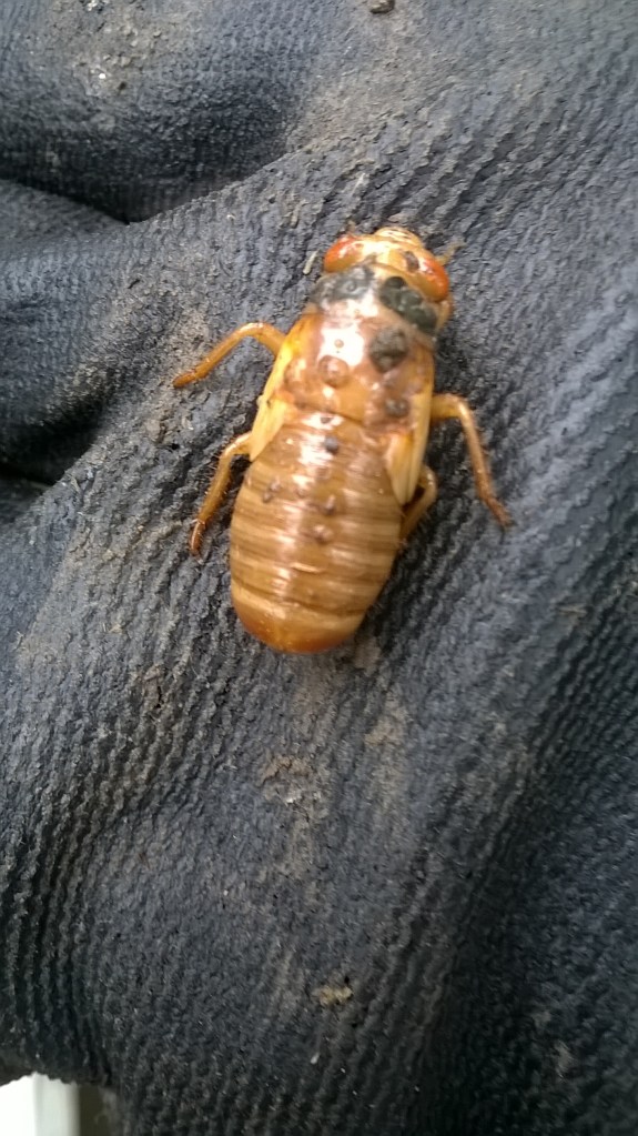 cicada nymph