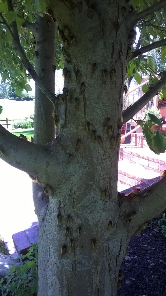 WP_20150608_13_54_20_Pro