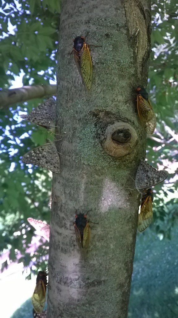 WP_20150609_17_16_37_Pro